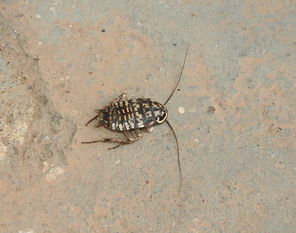 Photo of Harlequin cockroach