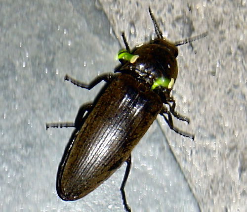 Photo of Headlight beetle
