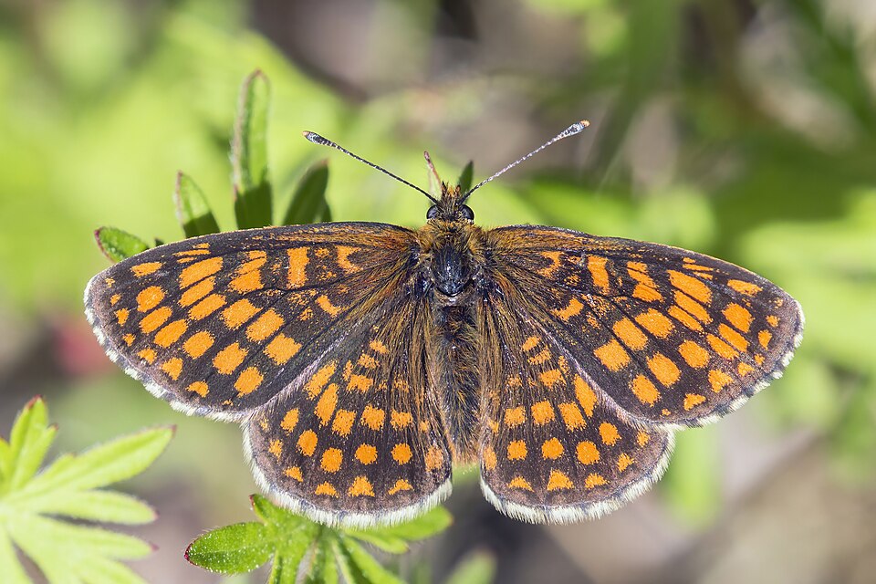 Photo of Heath fritillary