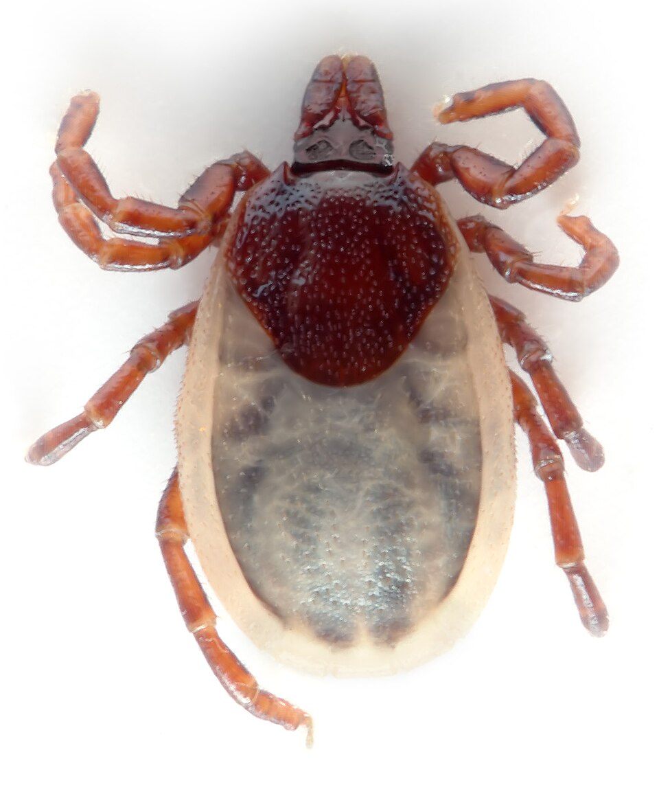Photo of Hedgehog tick