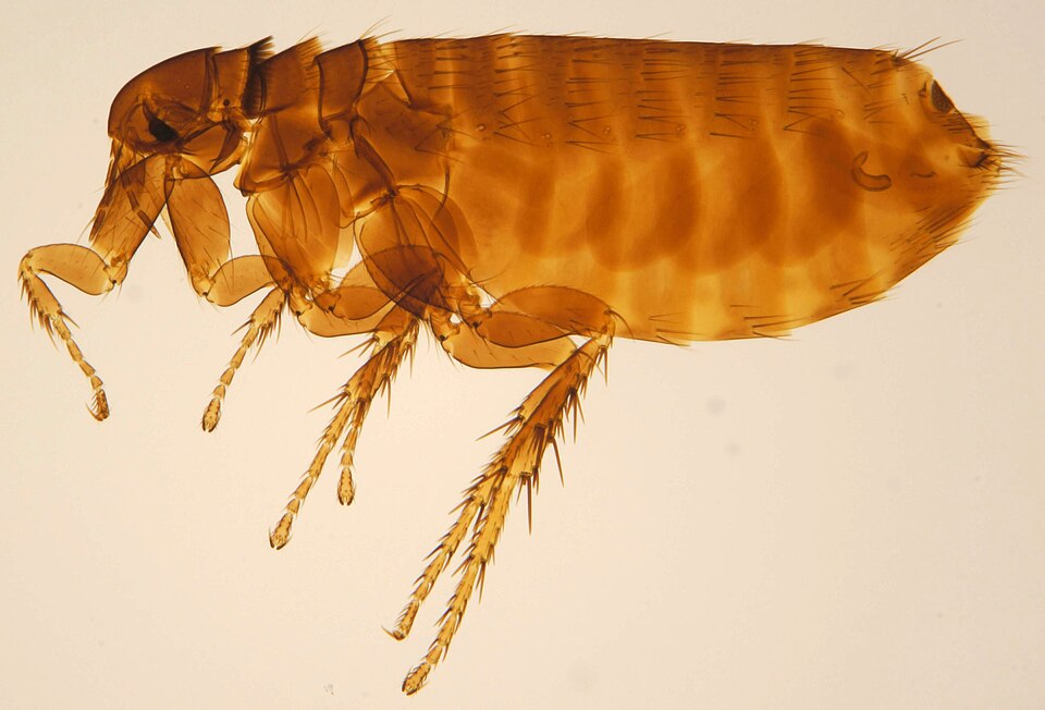 Photo of Hen flea