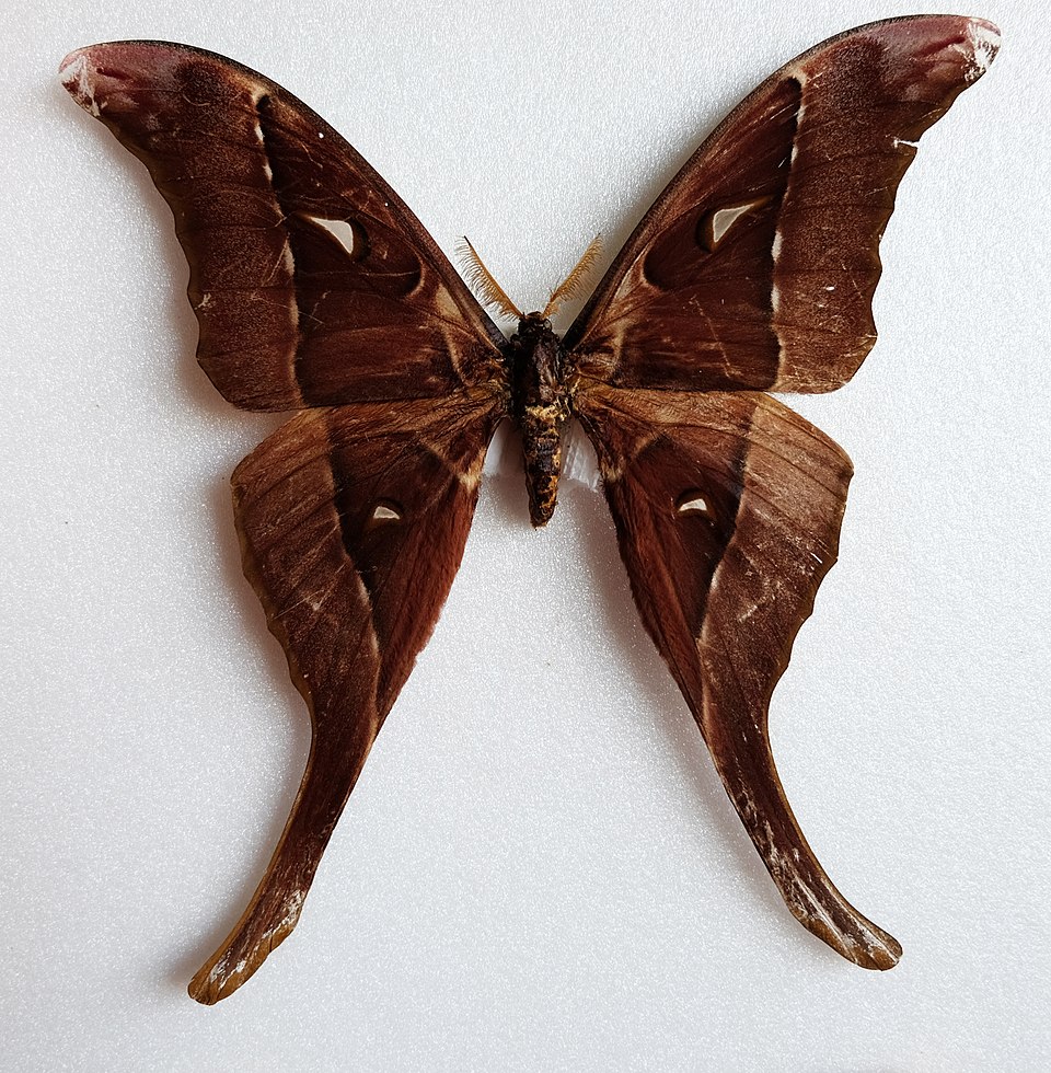 Photo of Hercules moth
