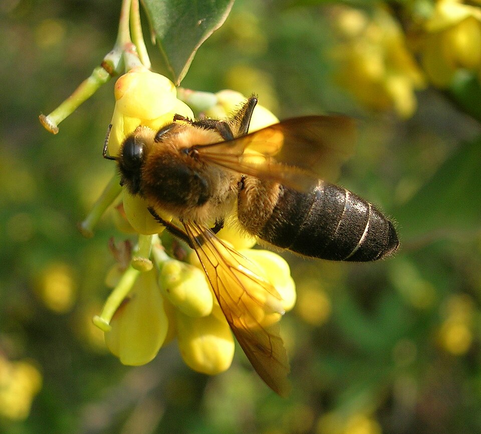 Photo of Himalayan giant honey bee