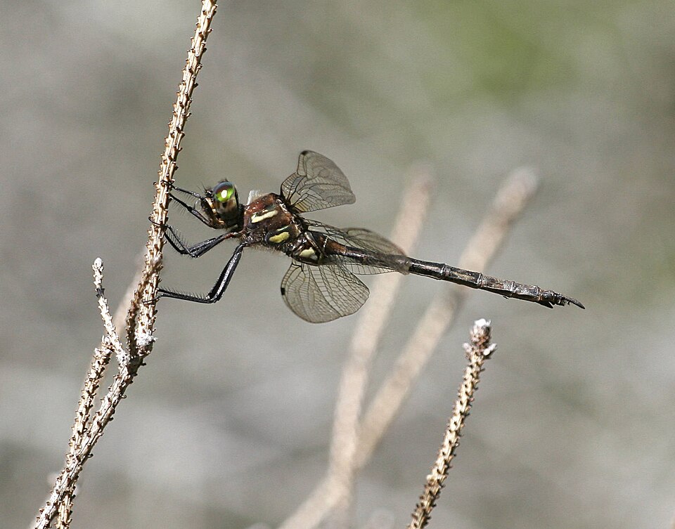 Photo of Hine's emerald