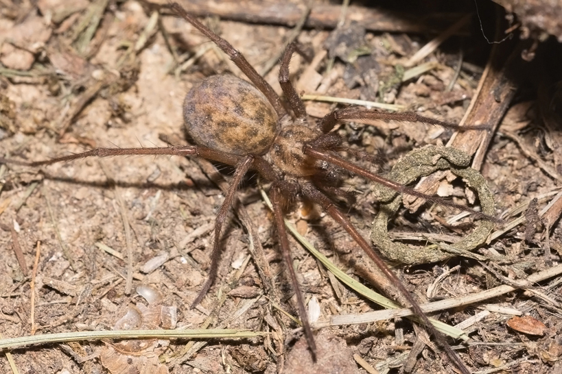 Photo of Hobo spider
