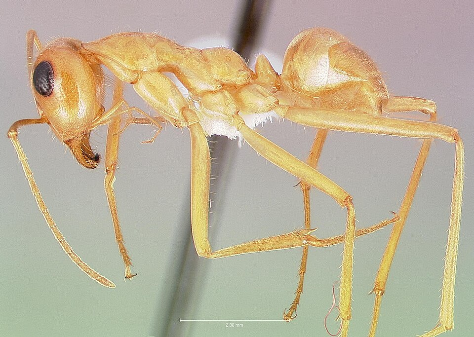 Photo of Honeypot ant