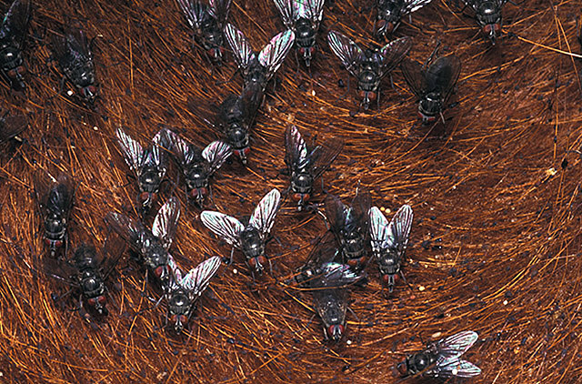Photo of Horn fly