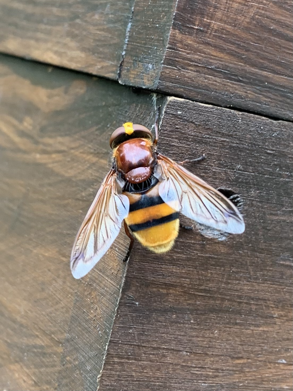 Photo of Hornet mimic hoverfly