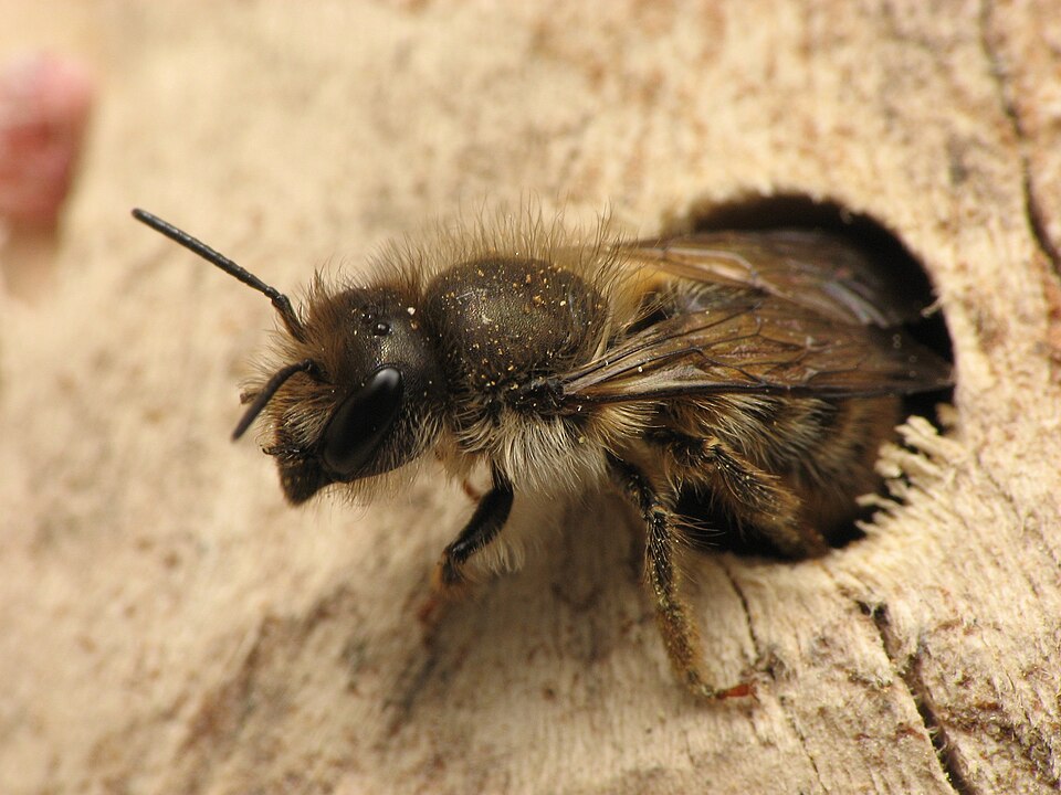 Photo of Hornfaced bee