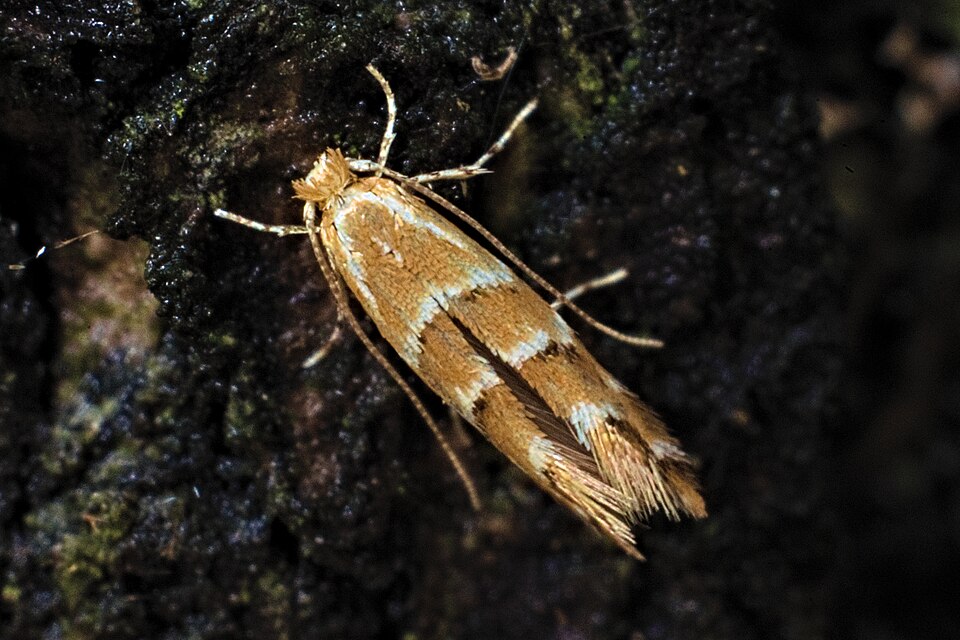 Photo of Hobukastani-keerukoi