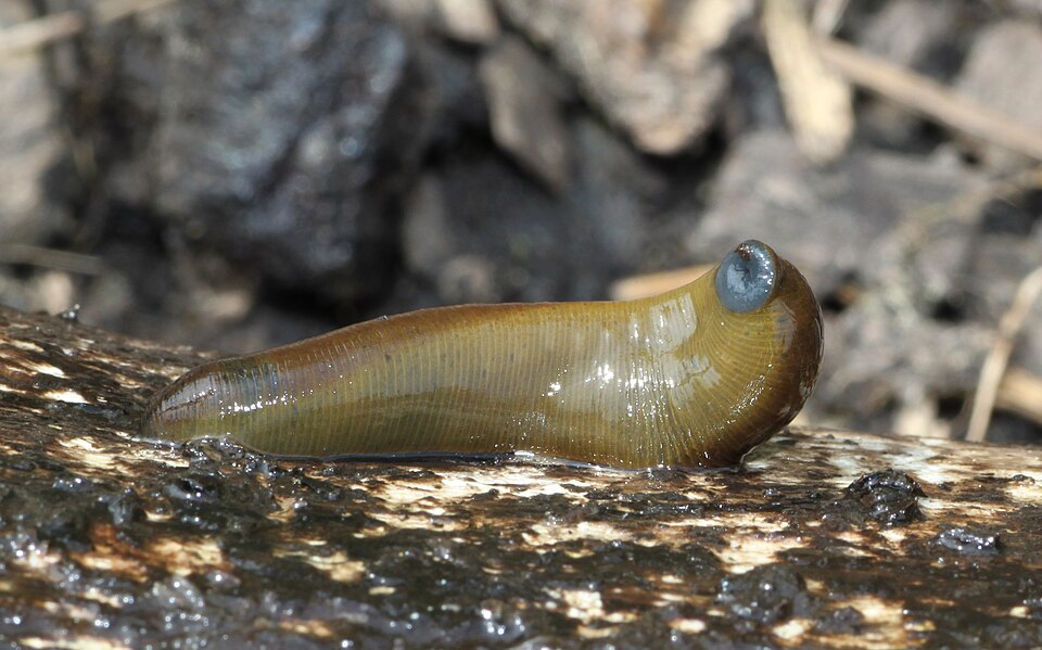 Photo of Horse leech