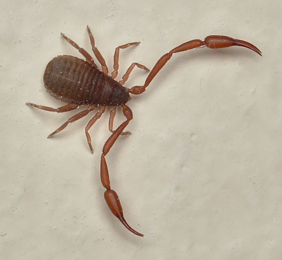 Photo of House pseudoscorpion