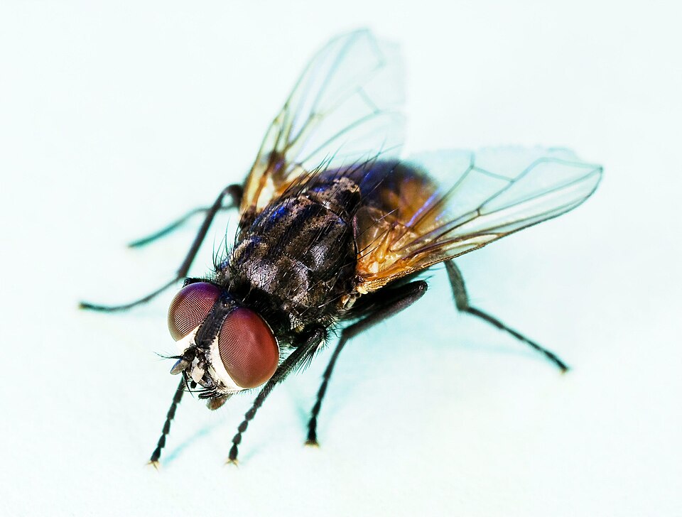 Photo of Housefly