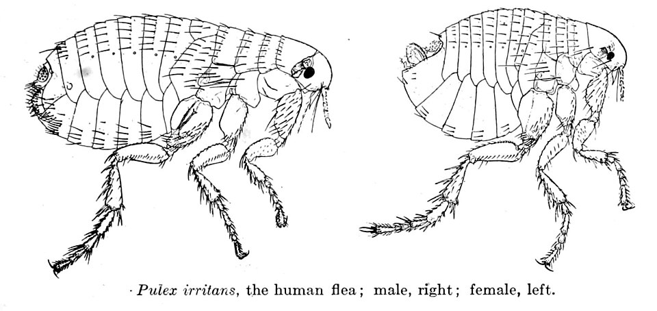 Photo of Human flea