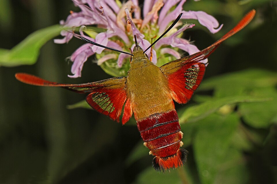 Photo of Hummingbird clearwing