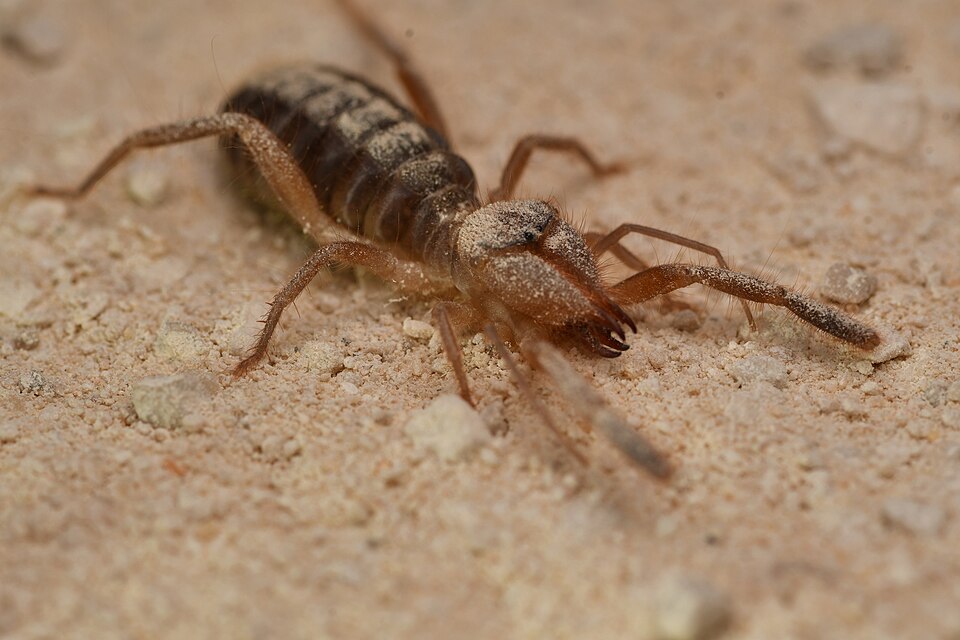 Photo of Iberian camel spider