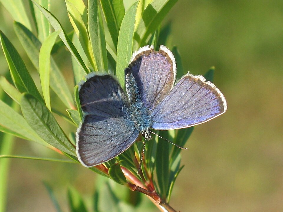 Photo of Idas blue
