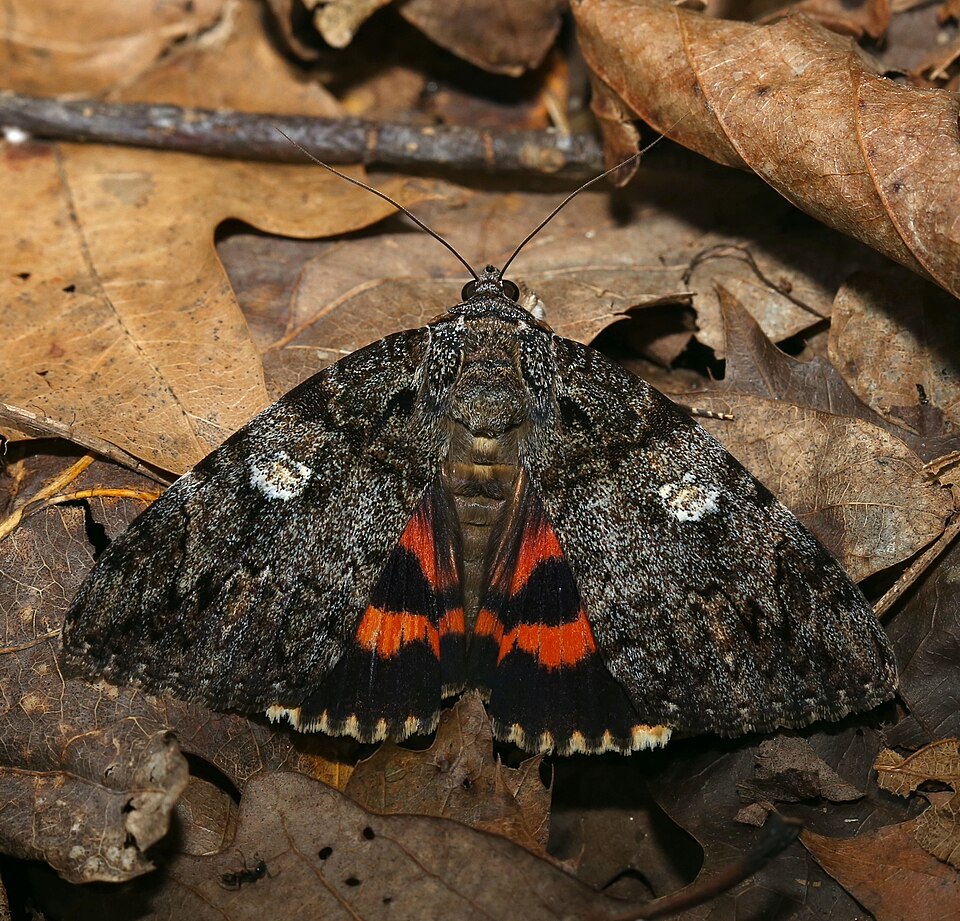 Photo of Ilia underwing