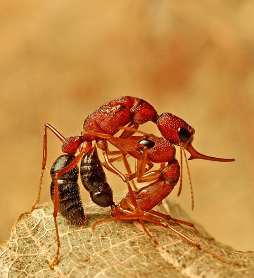 Photo of Indian jumping ant