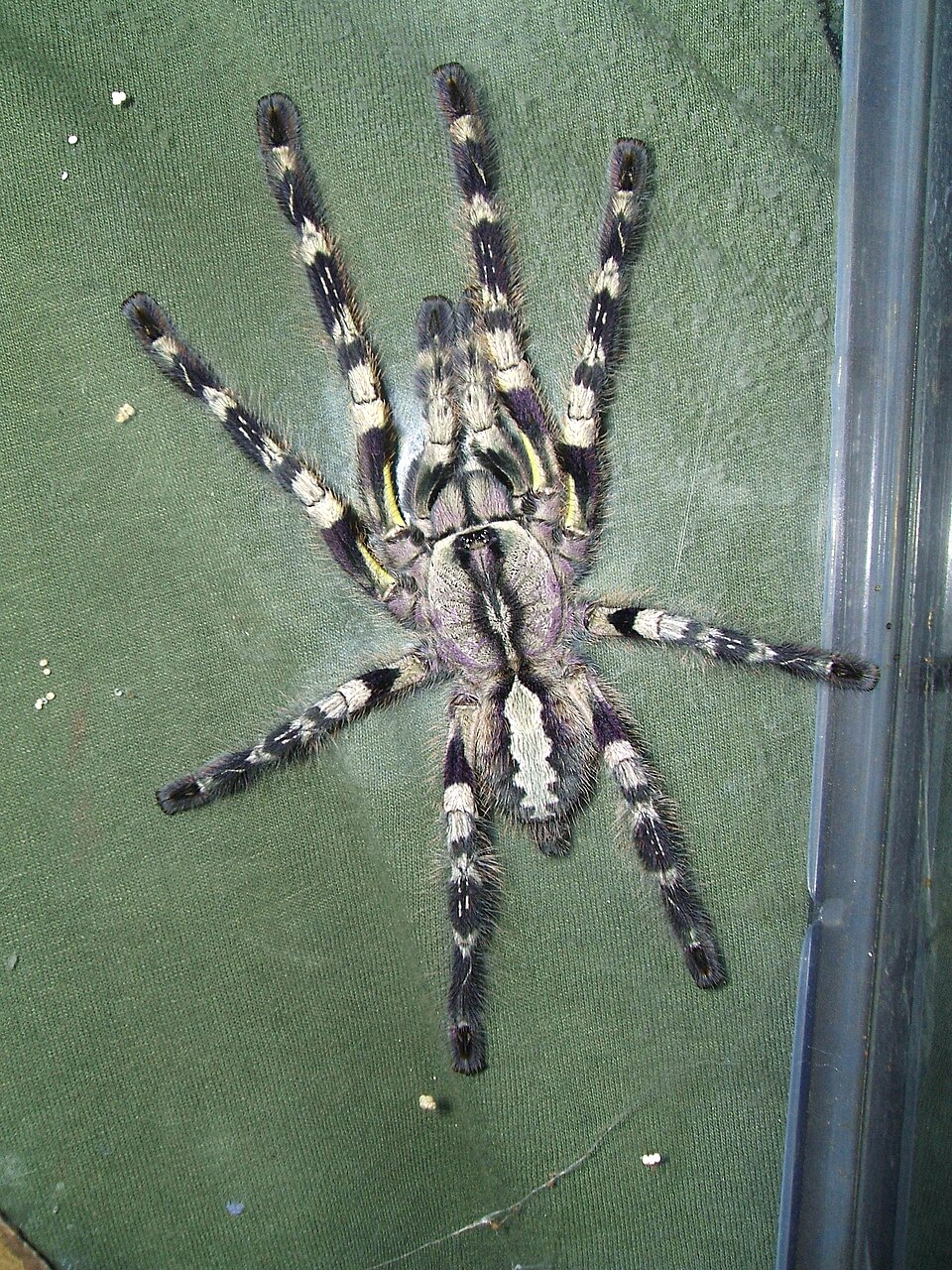 Photo of Indian ornamental tarantula