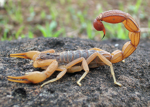 Photo of Indian red scorpion