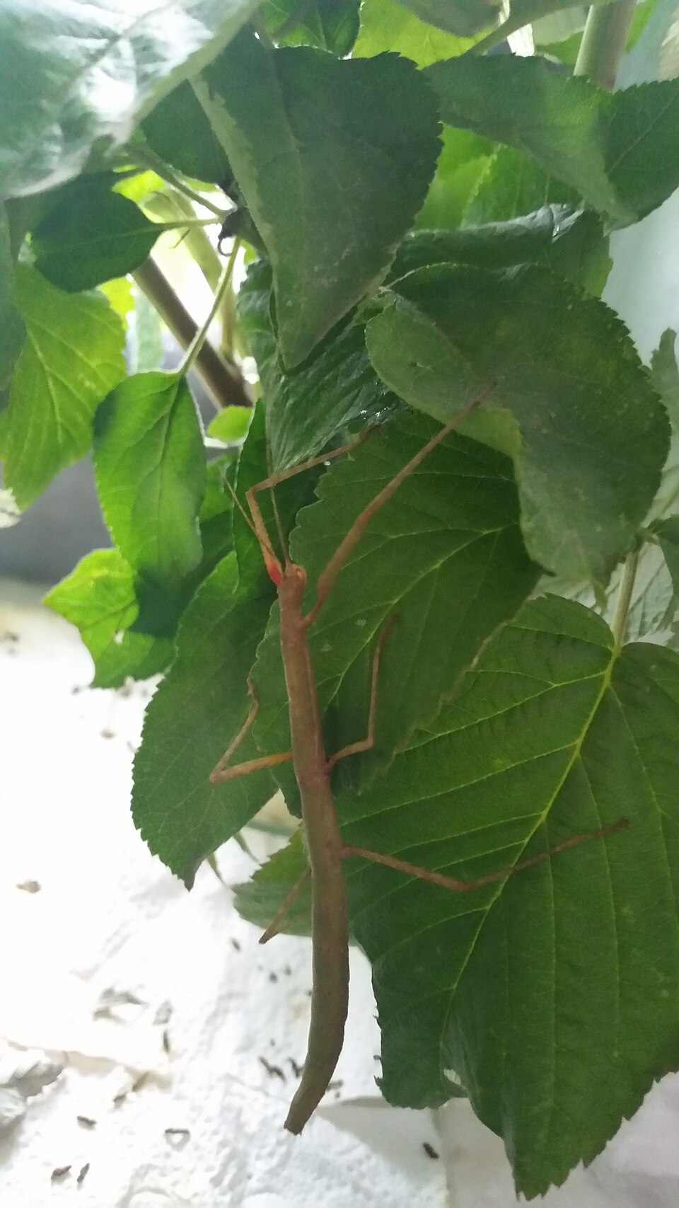 Photo of Indian stick insect