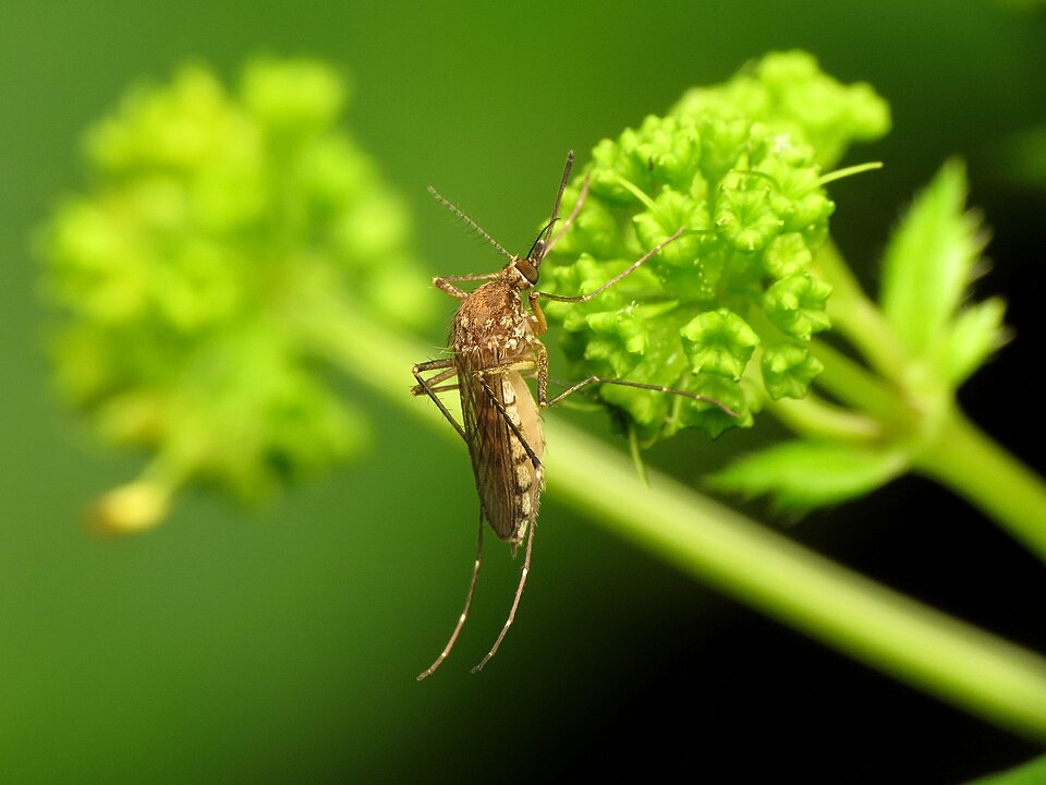 Photo of Inland floodwater mosquito