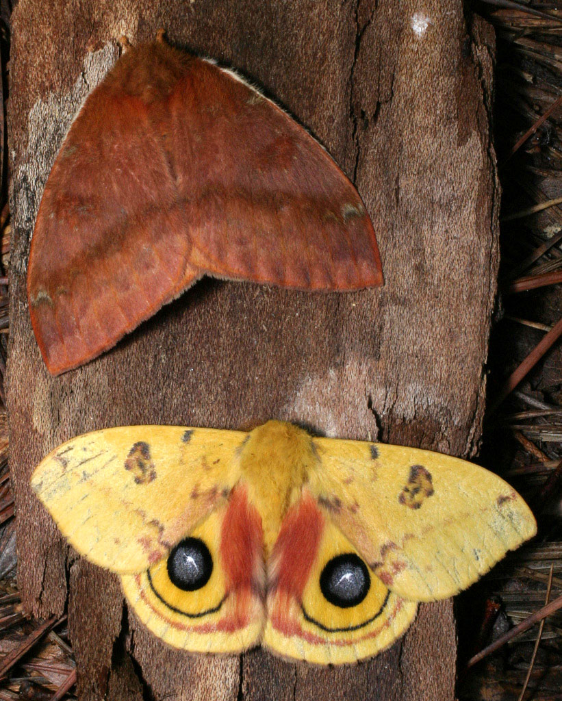 Photo of Io moth