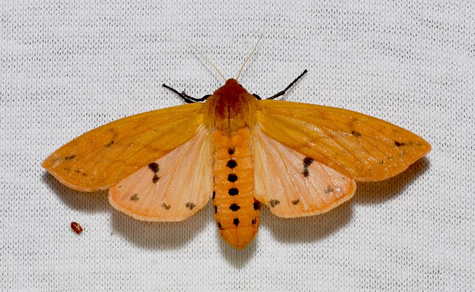 Photo of Isabella tiger moth