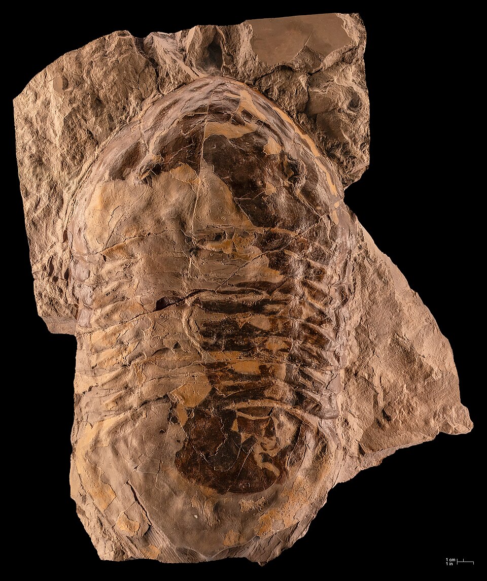 Photo of Isotelus