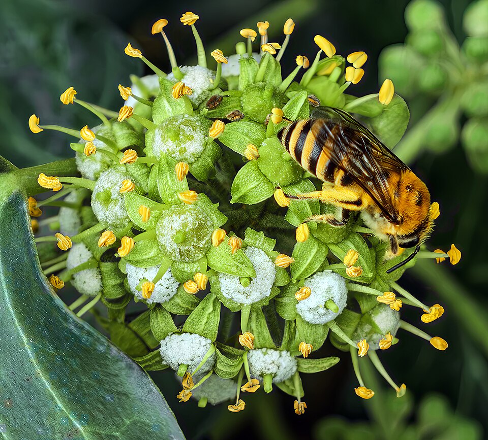 Photo of Ivy bee