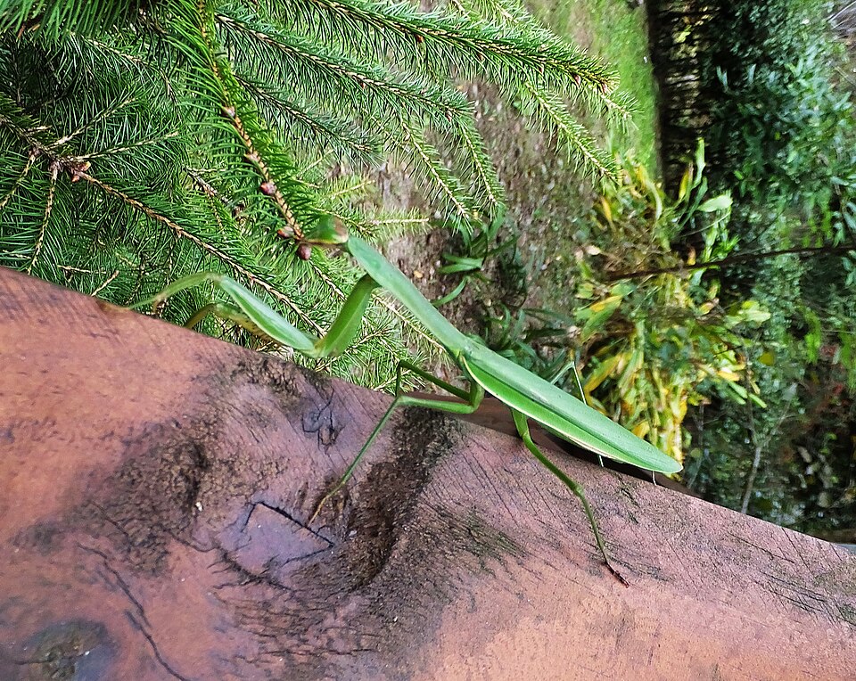 Photo of Japanese giant mantis
