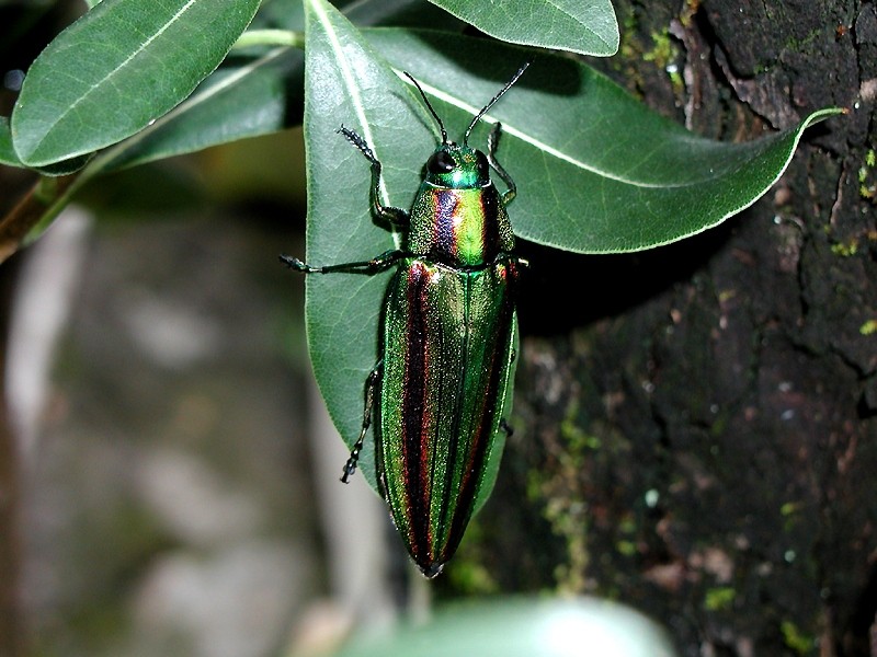 Photo of Japanese jewel beetle