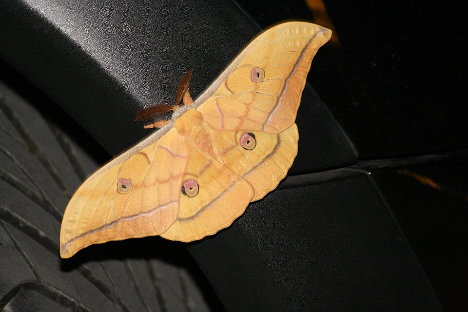 Photo of Japanese silk moth