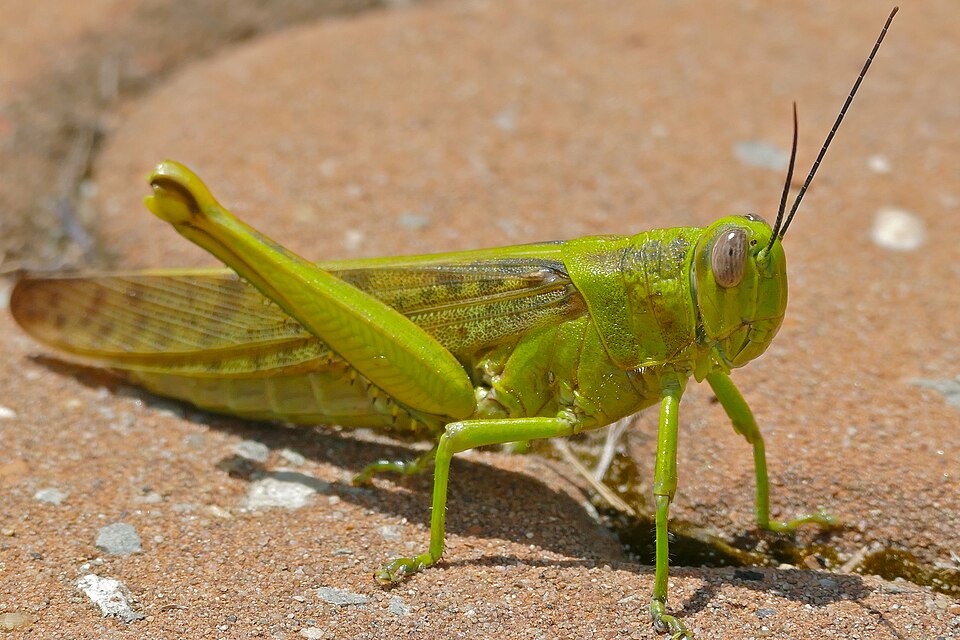 Photo of Javanese grasshopper