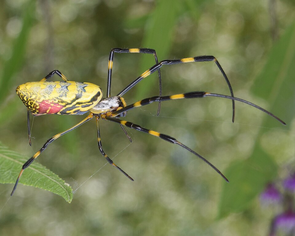 Photo of Joro spider
