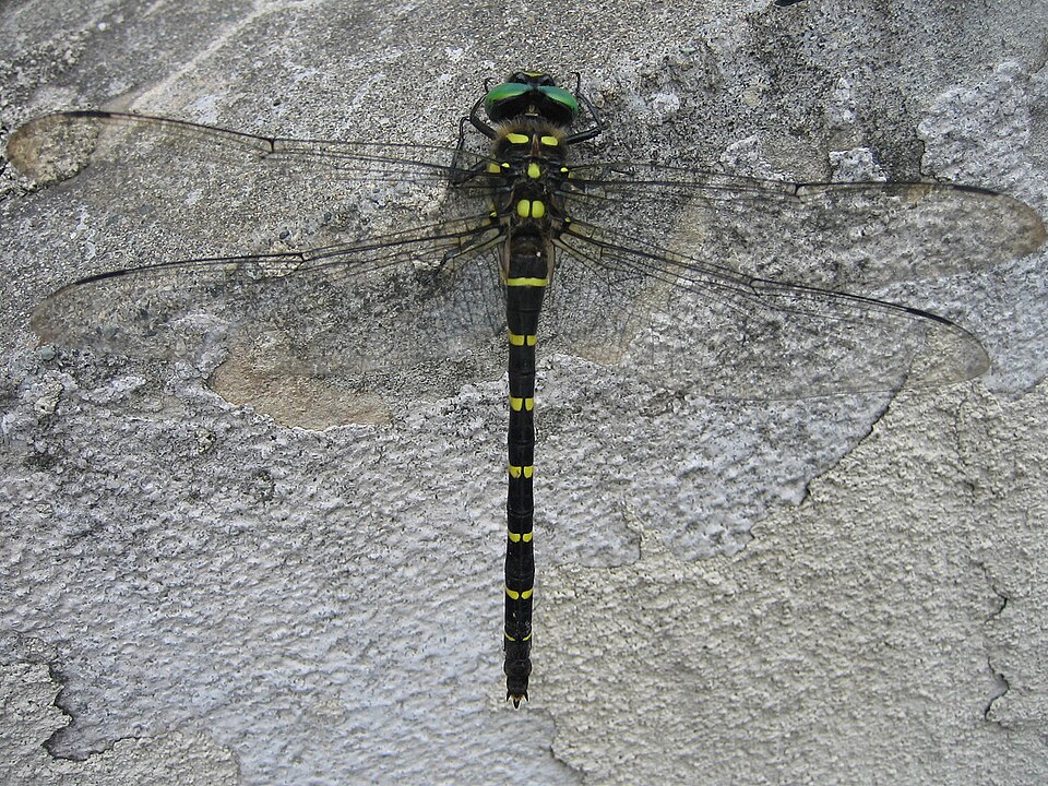 Photo of Jumbo dragonfly