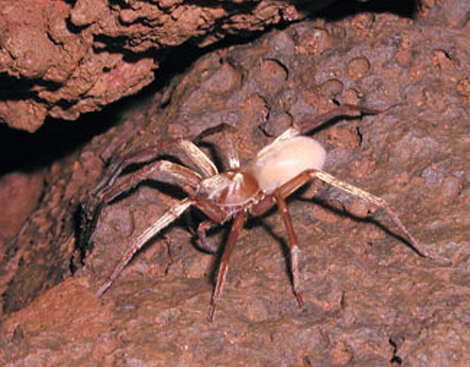 Photo of Kauai cave wolf spider