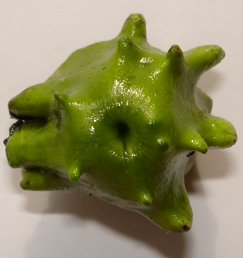Photo of Knopper gall wasp