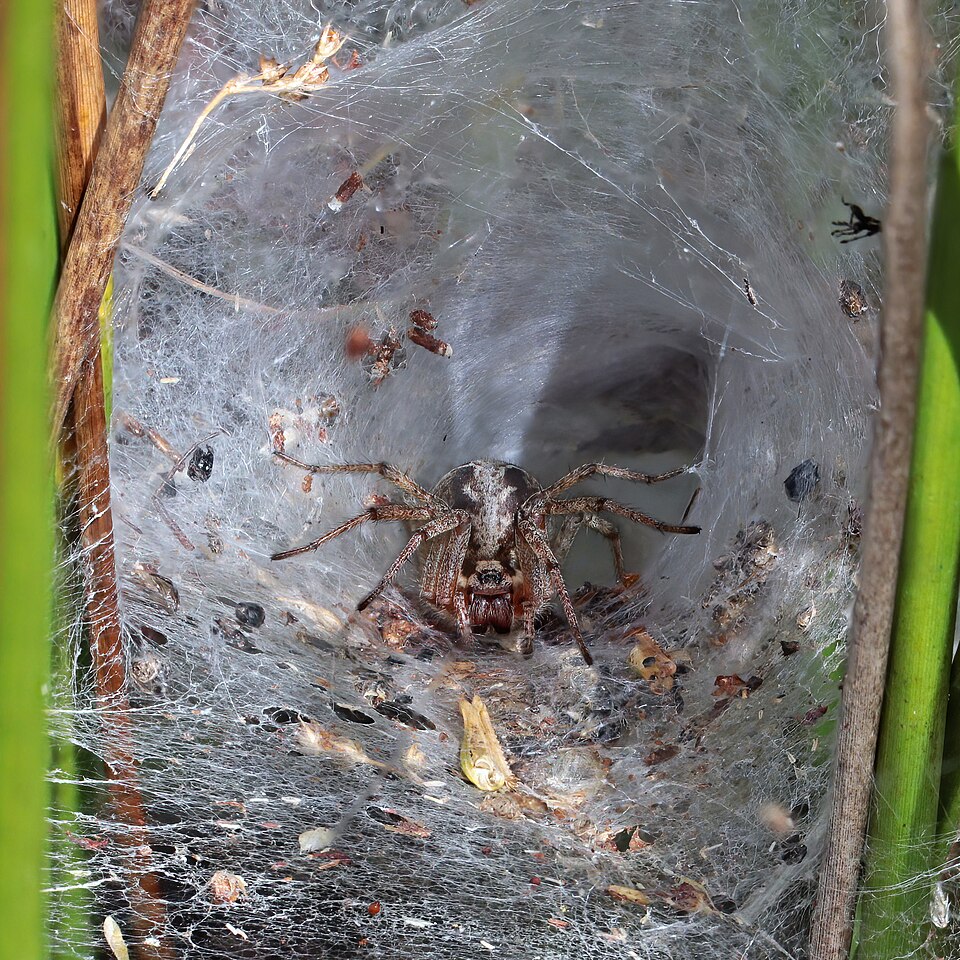 Photo of Labyrinth spider