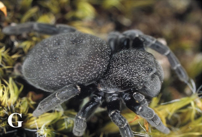 Photo of Ladybird spider