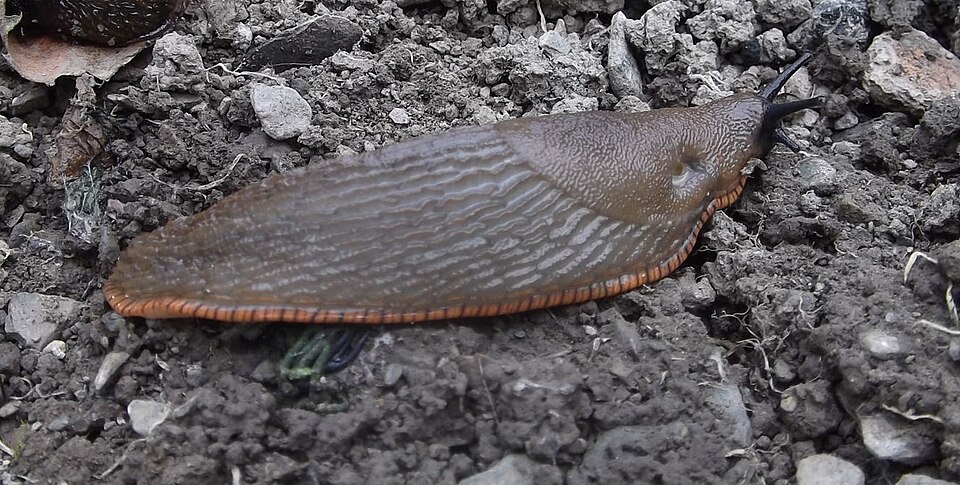 Photo of Large black slug