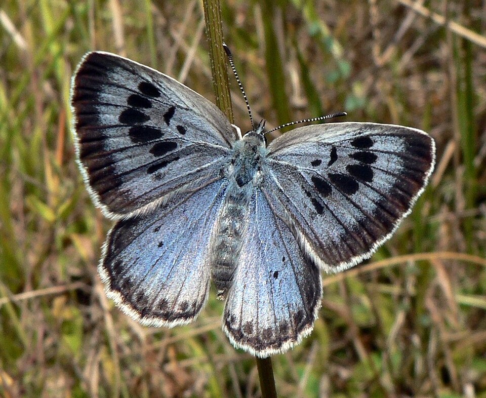 Photo of Large blue