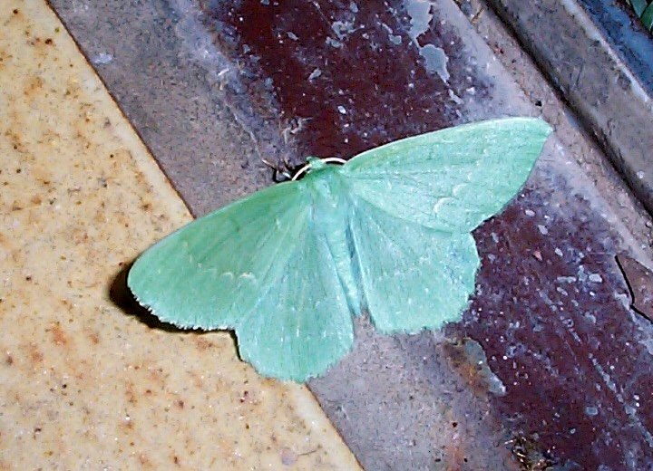 Photo of Large emerald