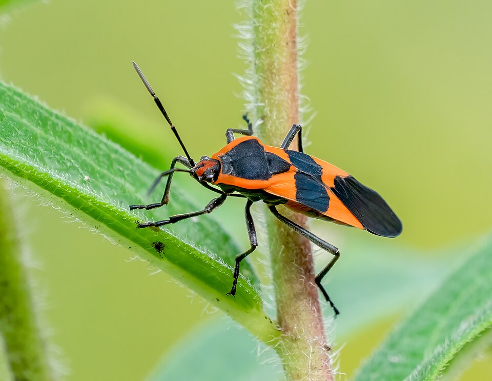 Photo of Large milkweed bug