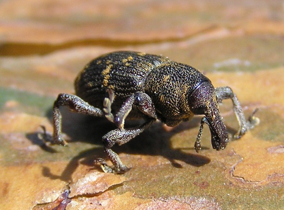 Photo of Large pine weevil