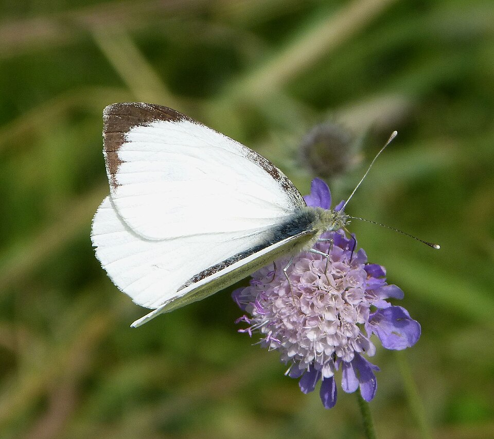 Photo of Large white