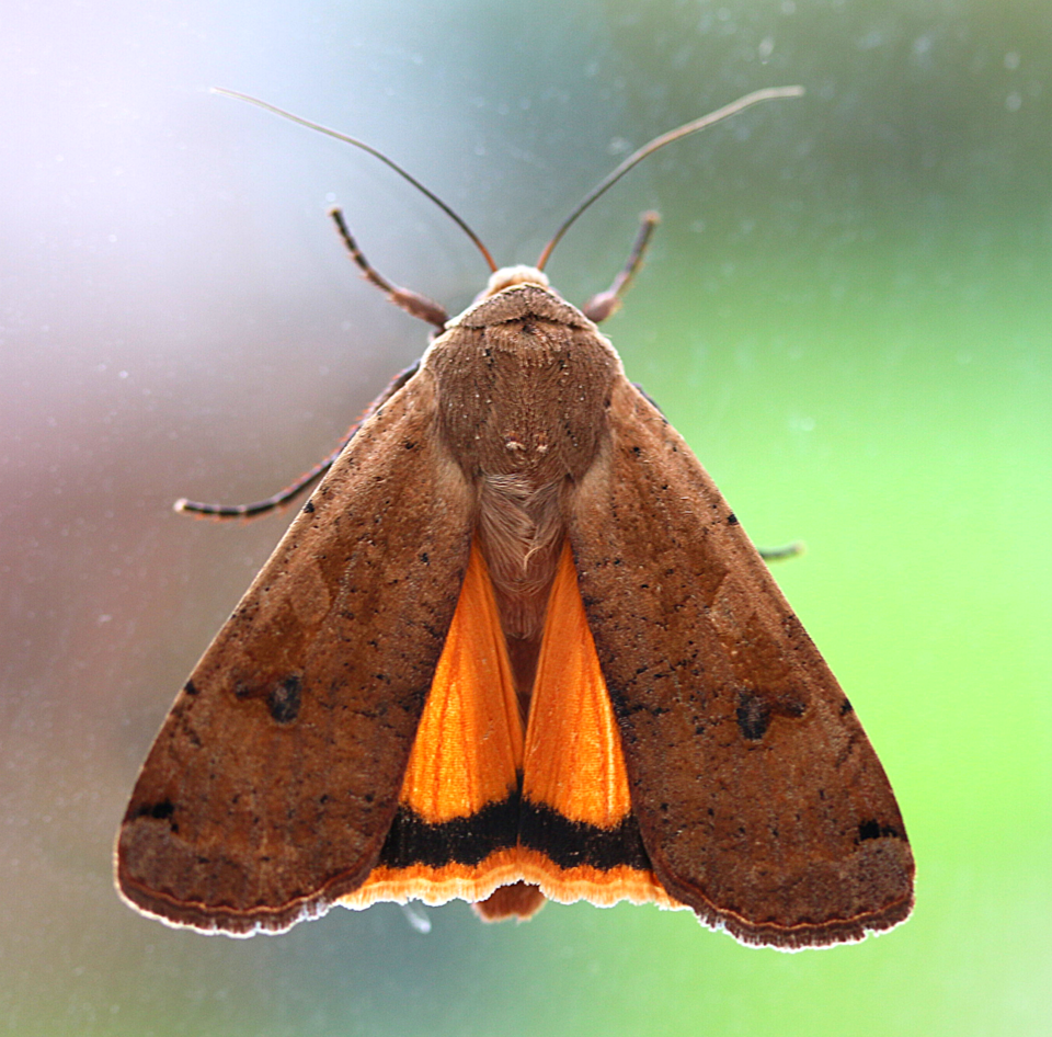 Photo of Large yellow underwing