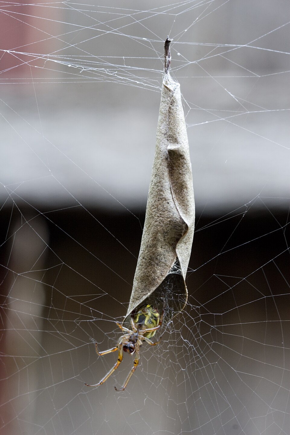 Photo of Leaf-curling spider