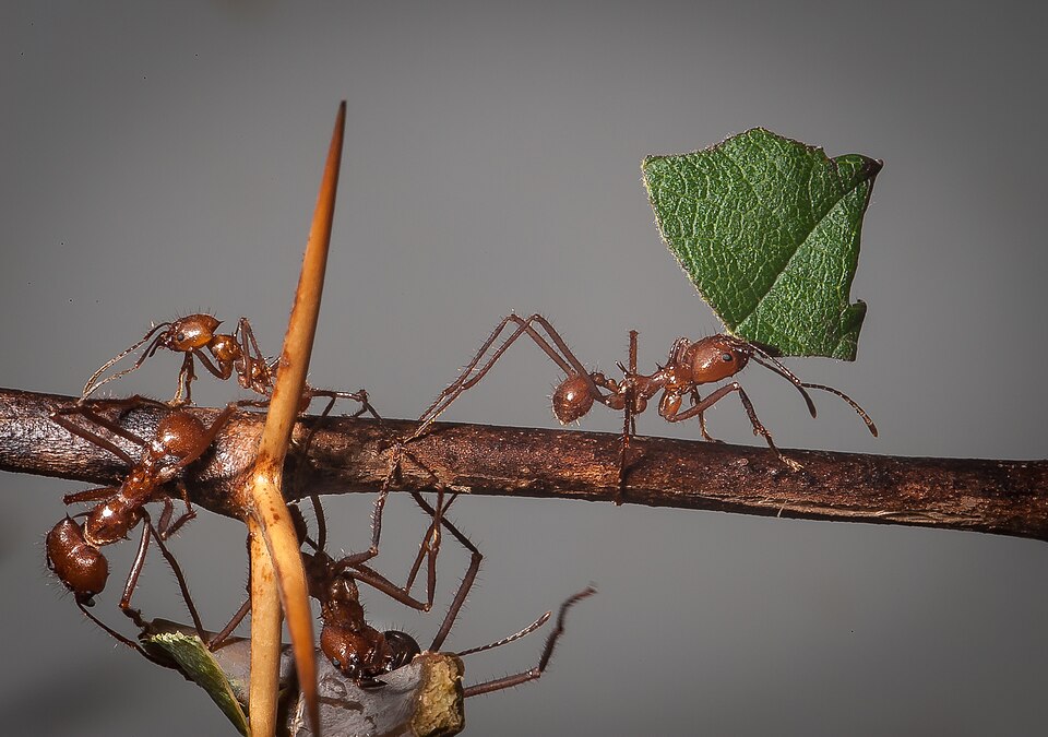 Photo of Leafcutter ant